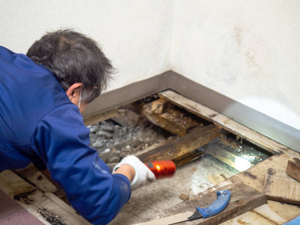 Best Mold Remediation  in Madison, IN
