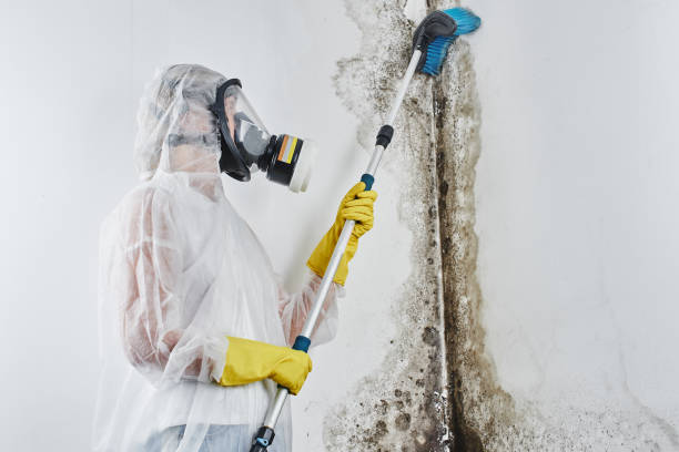 Best Mold Damage Repair  in Madison, IN