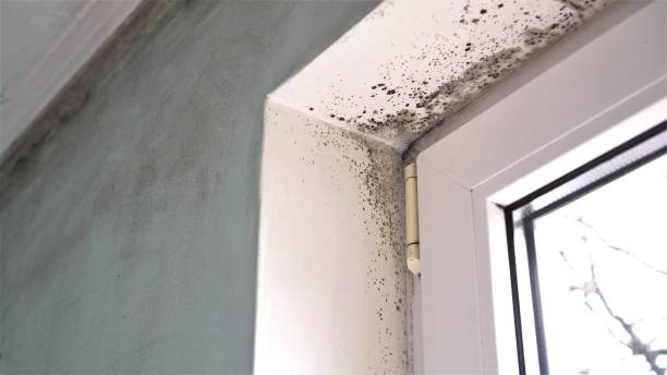 Crawl Space Mold Removal in Madison, IN