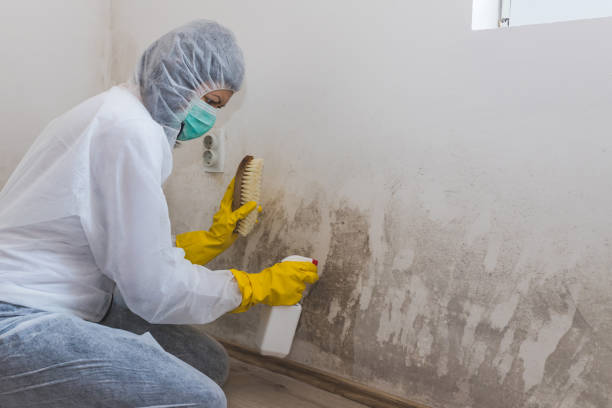 Best Affordable Mold Removal  in Madison, IN