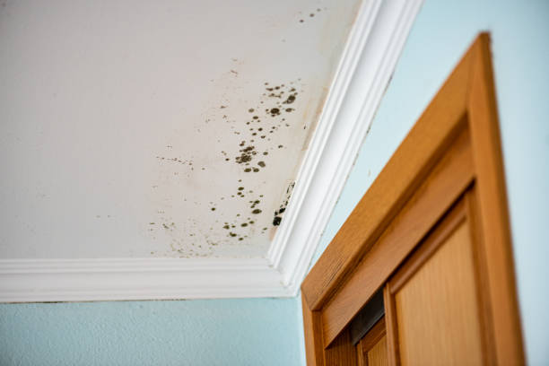 Best Emergency Mold Removal  in Madison, IN