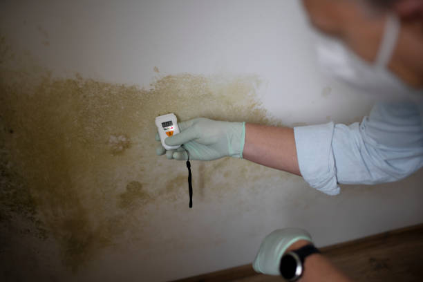 Best Toxic Mold Removal  in Madison, IN