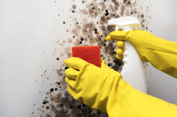 Best Home Mold Removal  in Madison, IN