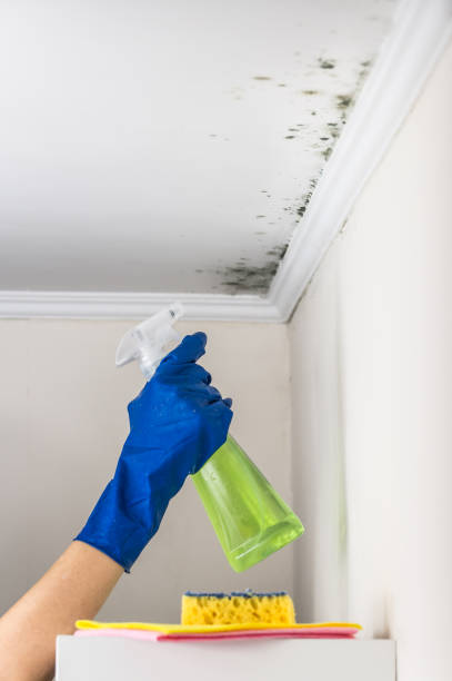 Best Crawl Space Mold Removal  in Madison, IN