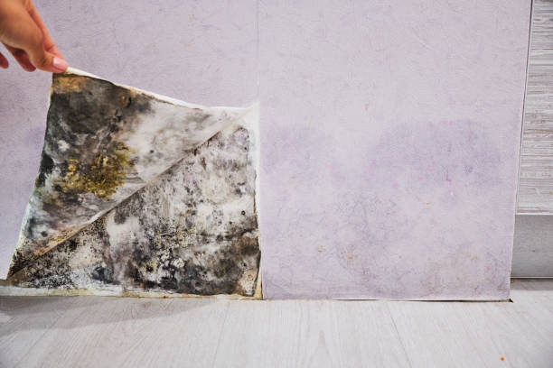Best Same-Day Mold Removal  in Madison, IN